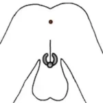 Sous forme de dessin animé en blanc sur un fond blanc, des fesses et des testicules nous apercevons avec une anneau en titanium situé. entre les deux afin de montrer le perçage du guiche.